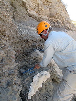 Edward Davis at work on a fossil salmon