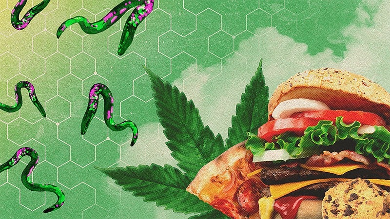 When stoned, even worms get the munchies, UO research shows
