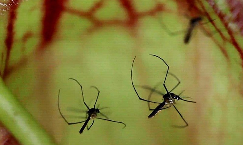 pitcher-mosquitoes.jpg?itok=
