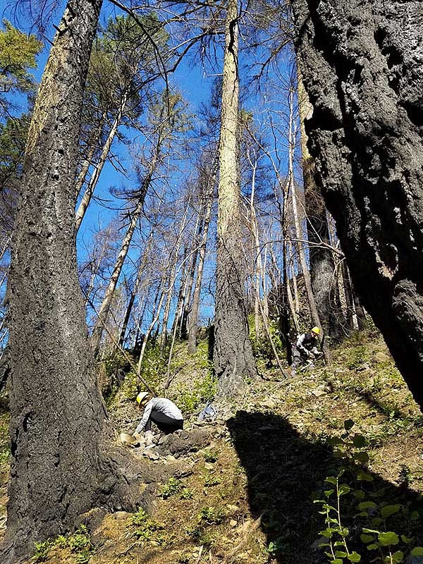 Trees on a hillside