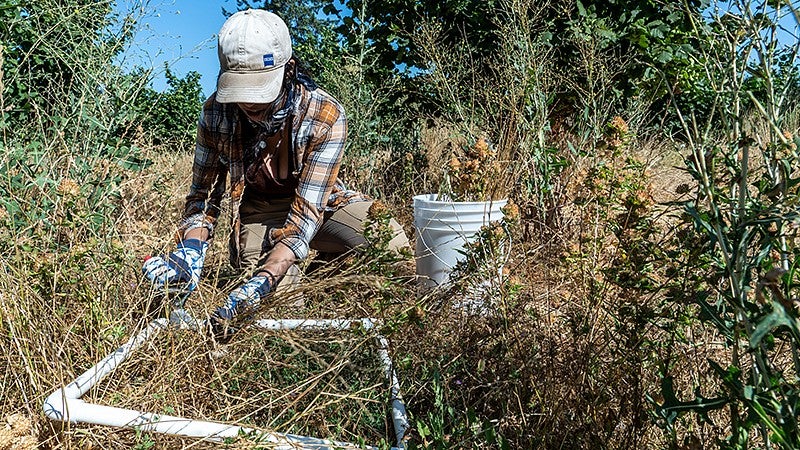 Sorting plants growing under hazelnut trees