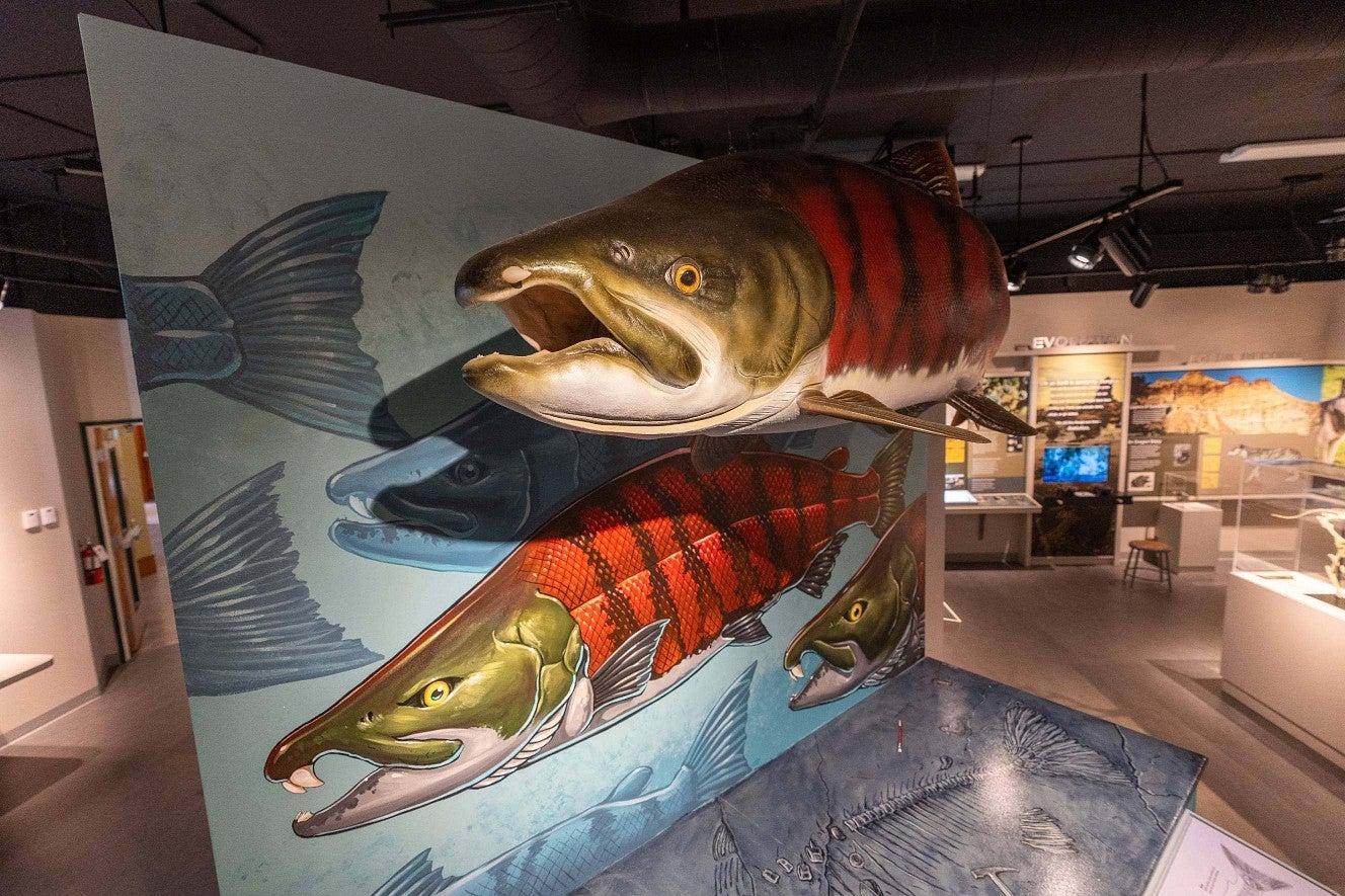 Spike-tooth salmon display at Museum of Natural and Cultural History