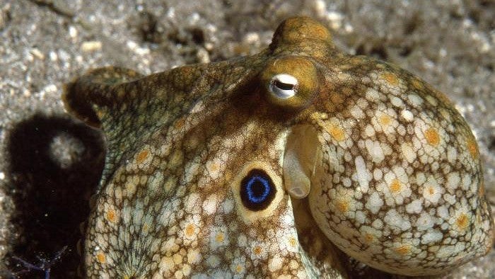 California two-spot octopus