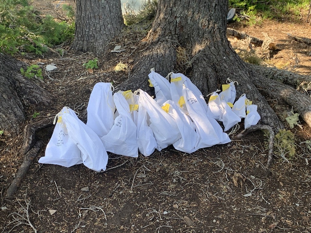 Rock samples sitting under a tree. The samples are in white bags with yellow tagged labels.