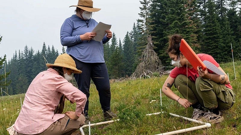 three scientists in a field estimating the number of plant species within a one-meter-squared PVC frame