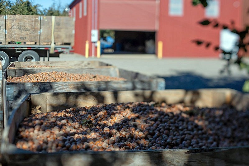 harvested hazelnuts in three large wooden bins