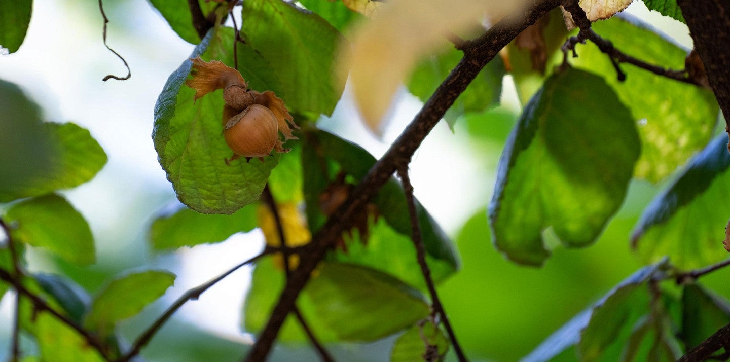 a hazelnut in a tree with green and yellow leaves