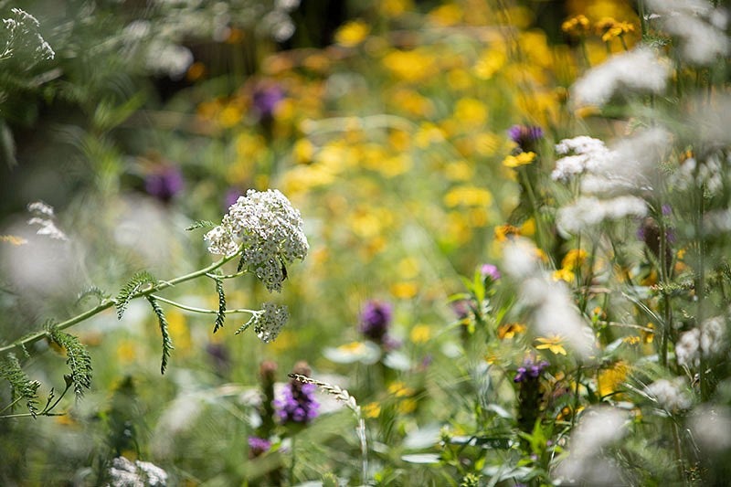 close-up of cover crops in bloom on a hazelnut farm