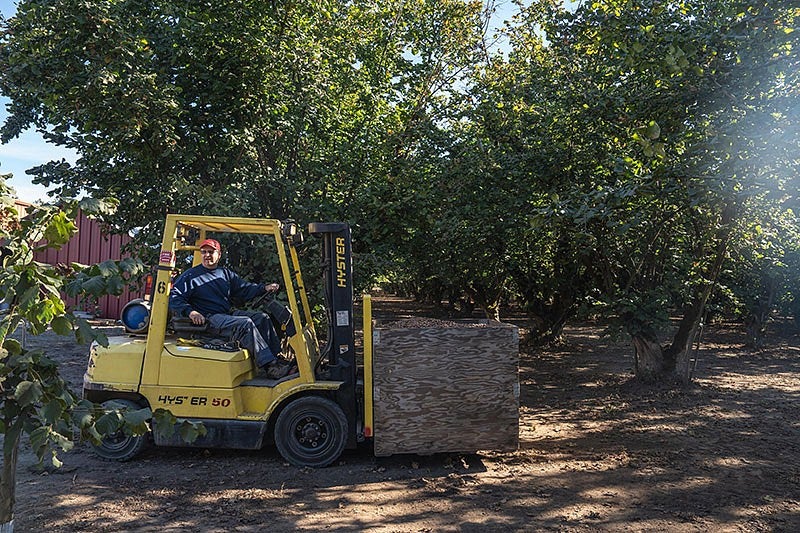 a person driving a forklift on a hazelnut farm