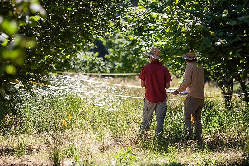 two people looking at cover crops on a hazelnut farm