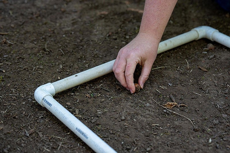 a hand grasps a hazelnut on the soil next to a pvc pipe