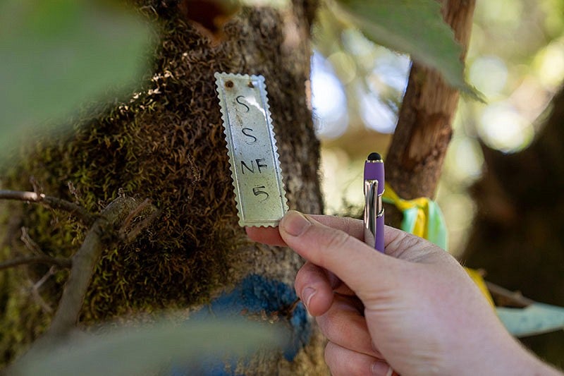 a hand holding the corner of a tag in a hazelnut orchard