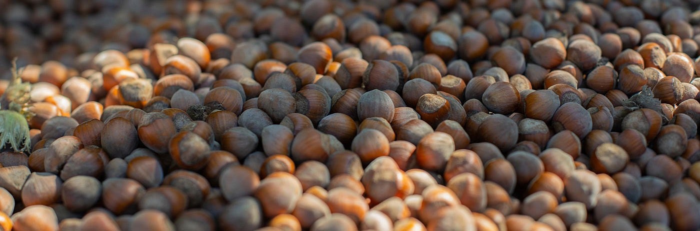 close-up of a large pile of hazelnuts