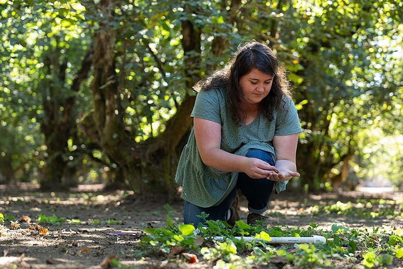 Merissa Lane-Massee inspecting hazelnuts on the ground in the orchard