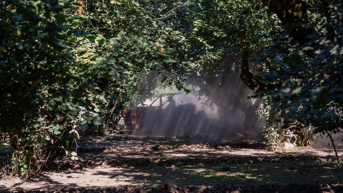 a farm vehicle kicks up dust in a hazelnut orchard