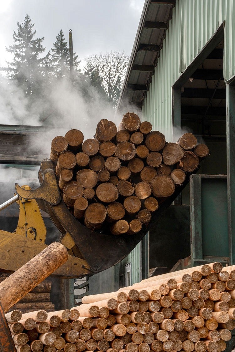 logs being carried by machinery at a mill