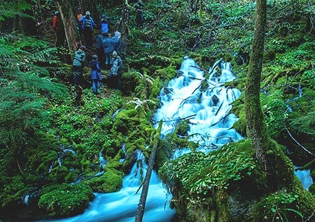 The Olallie North Springs flowing into Olallie Creek