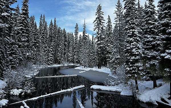 Snowy trees around a partially frozen lake