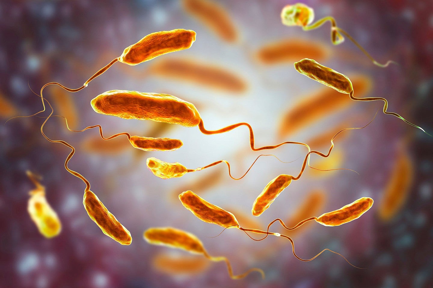 Vibrio bacteria illustration