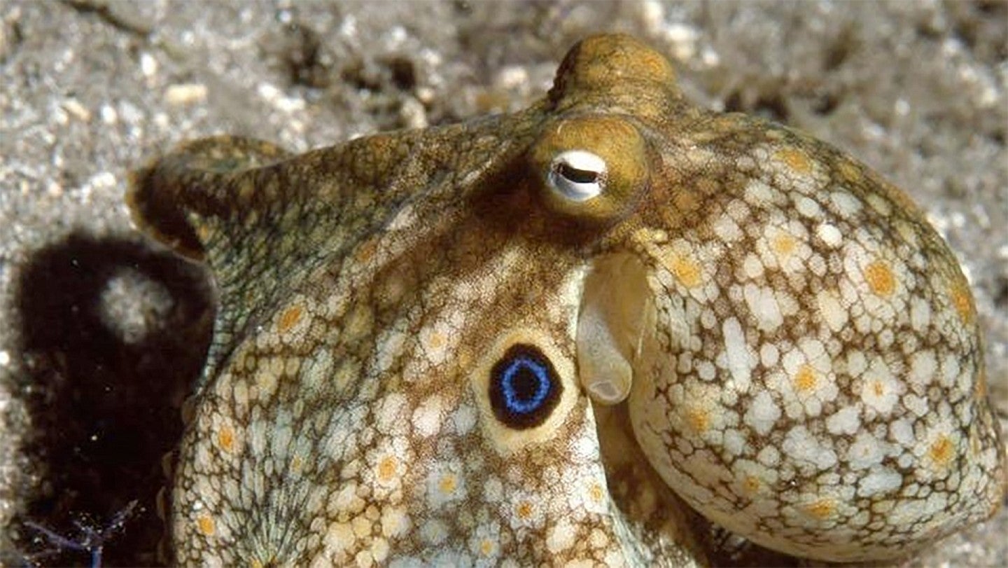 California two-spot octopus