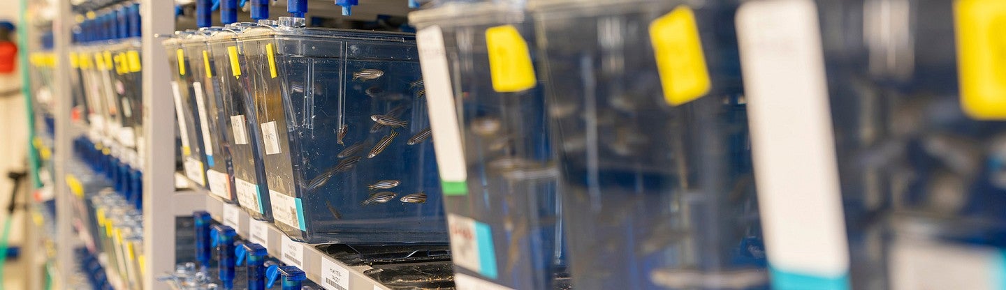 Zebrafish in tanks