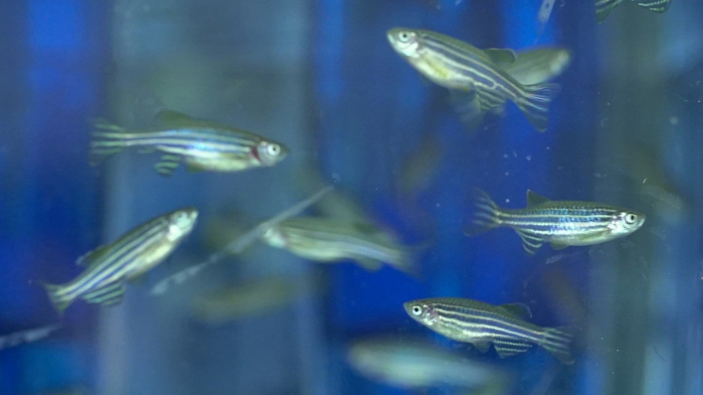 Zebrafish in a tank