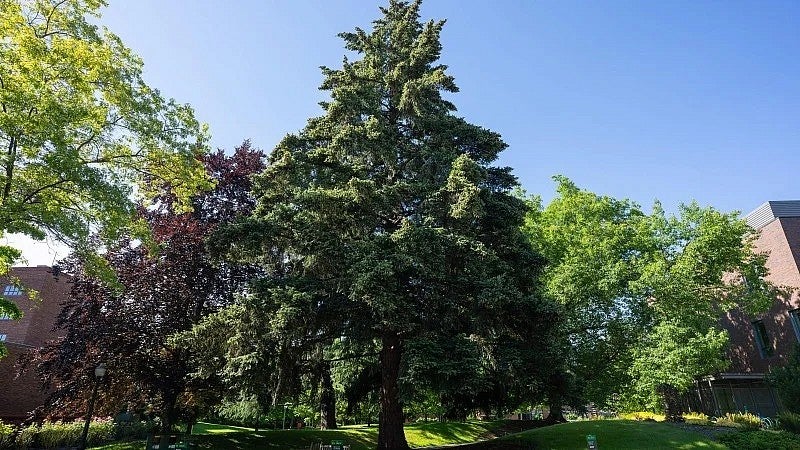 The "Moon Tree," a Douglas fir on the UO campus
