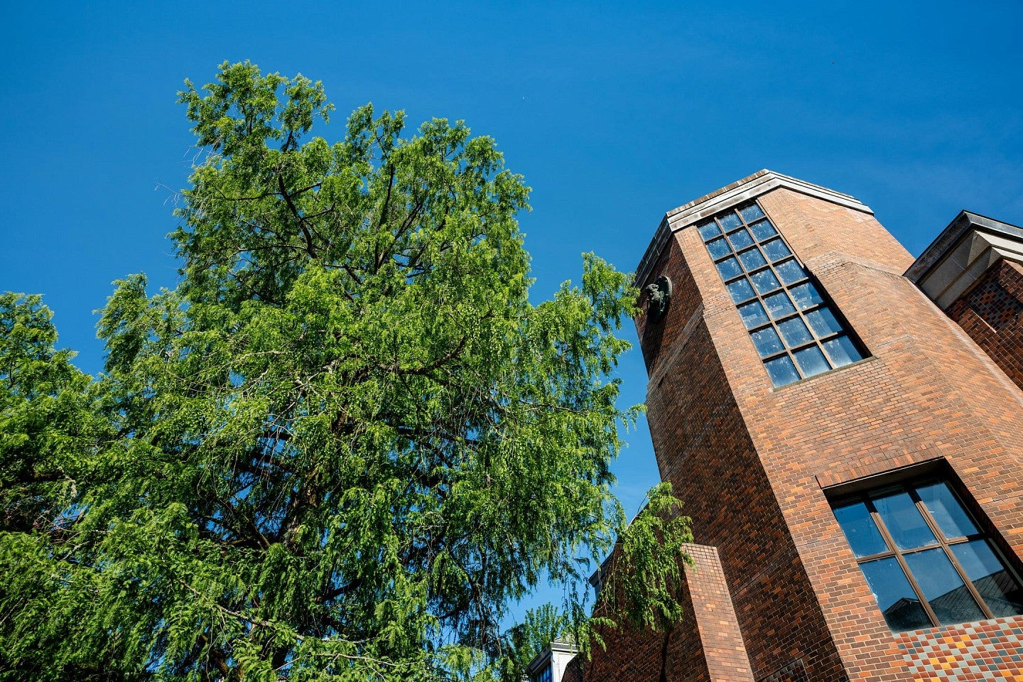 Dawn Redwood tree outside Cascade Hall on the UO campus.