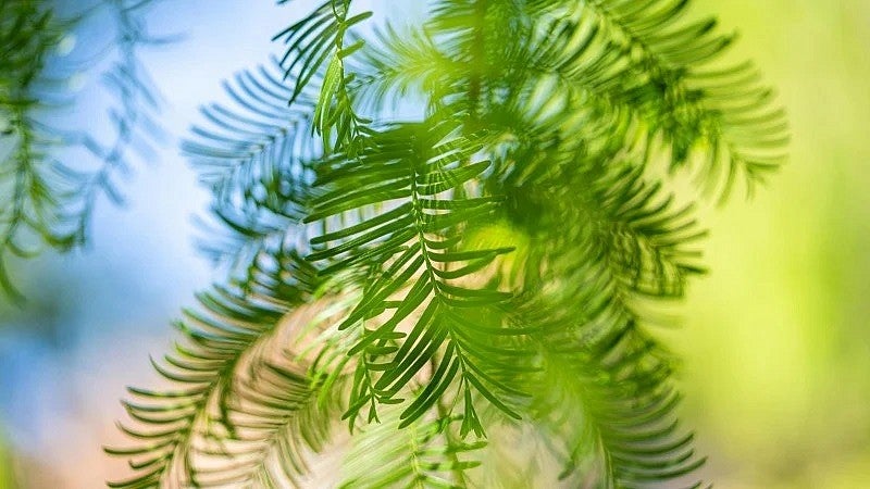 Close-up of foliage on dawn redwood tree