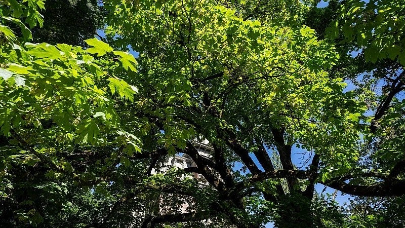 Sprawling branches of a big leaf maple tree on the UO campus