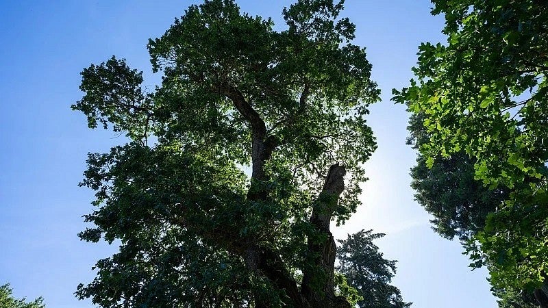 Oregon white oak tree (aka The Condon Oak) on the UO campus