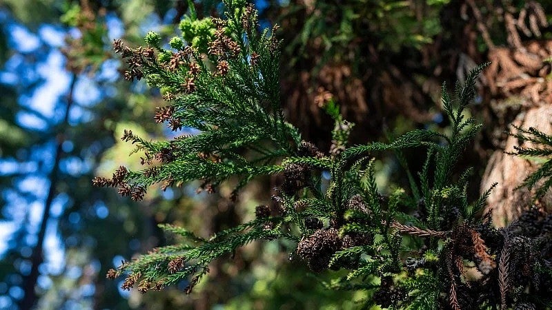 Close-up of foliage and seed cones on Japanese cedar tree