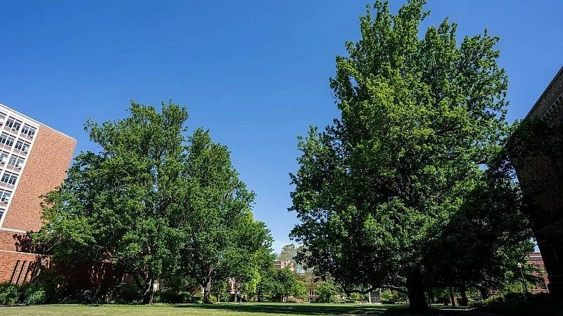 Pyramidal English oak trees on the UO campus Memorial Quadrangle