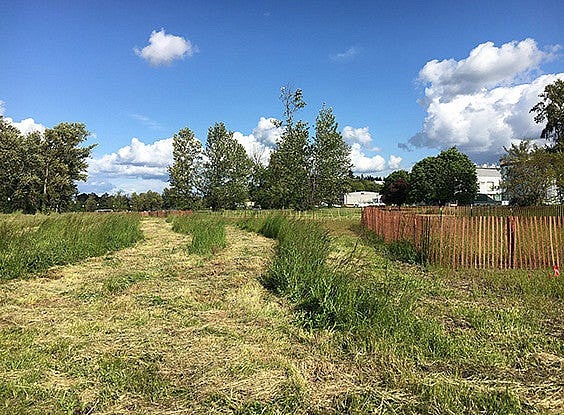 mown sections of grassy area