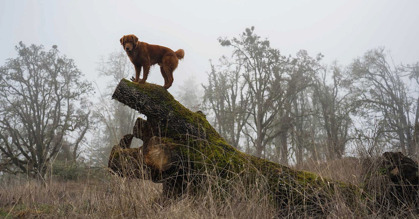 dog standing on a fallen tree trunk