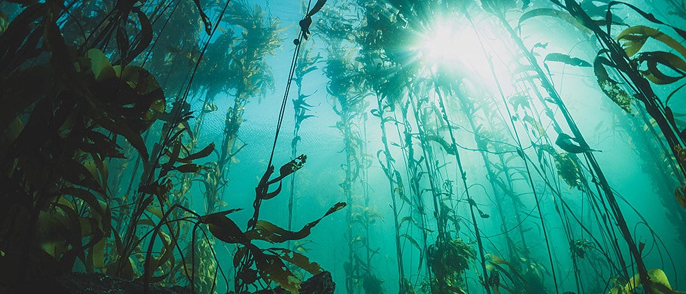 kelp forest