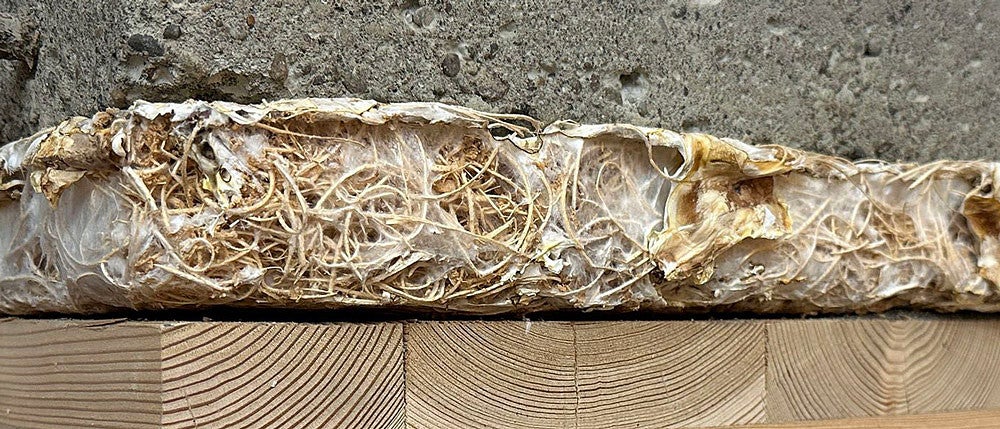 mycelium pressure testing