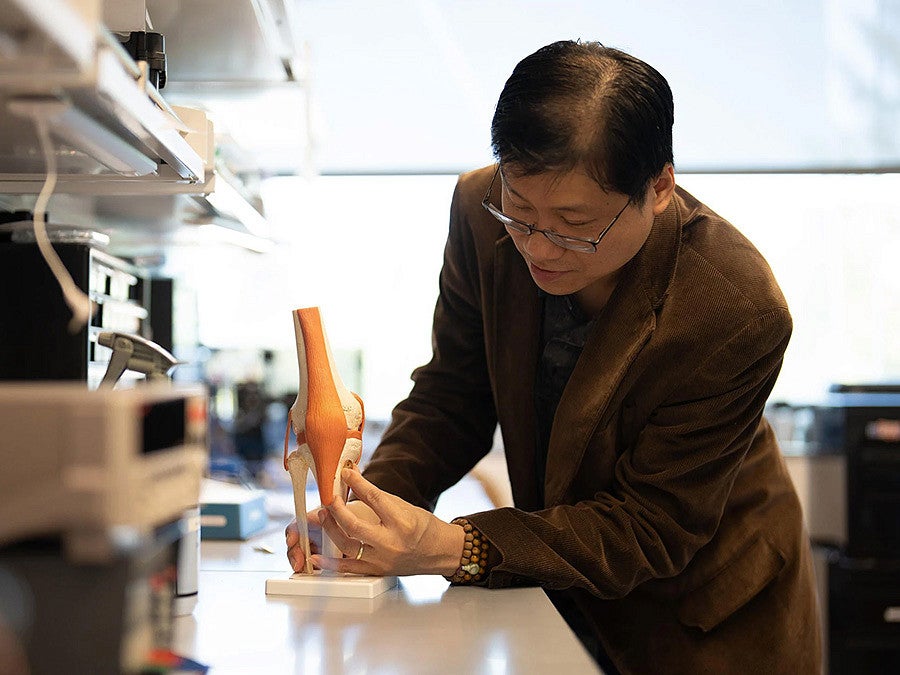 a scientist positions a sensor on a model of a knee joint