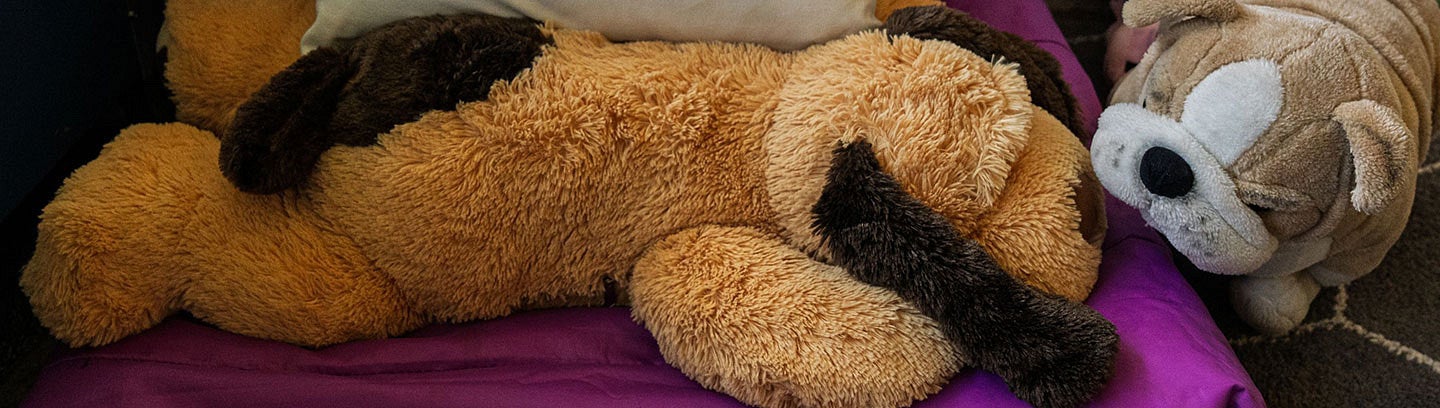 stuffed animals at George Middle School