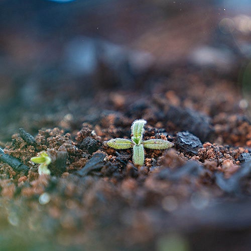 Young plant sprouts erupting from the soil