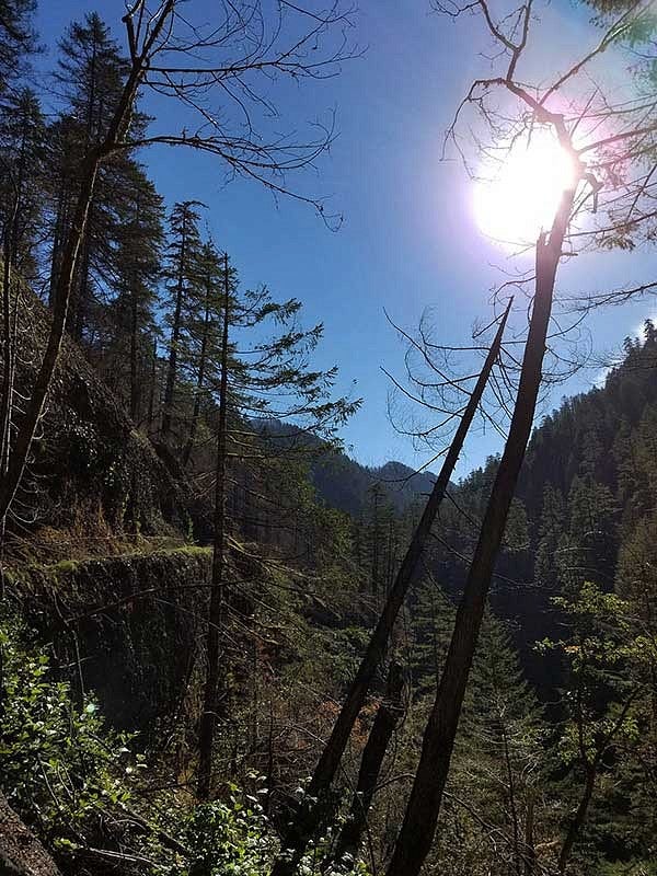 Eagle Creek burned trees and forest