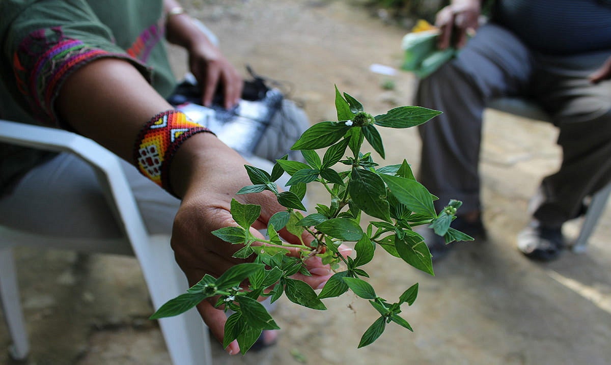 woman's hand holding a medicinal plant