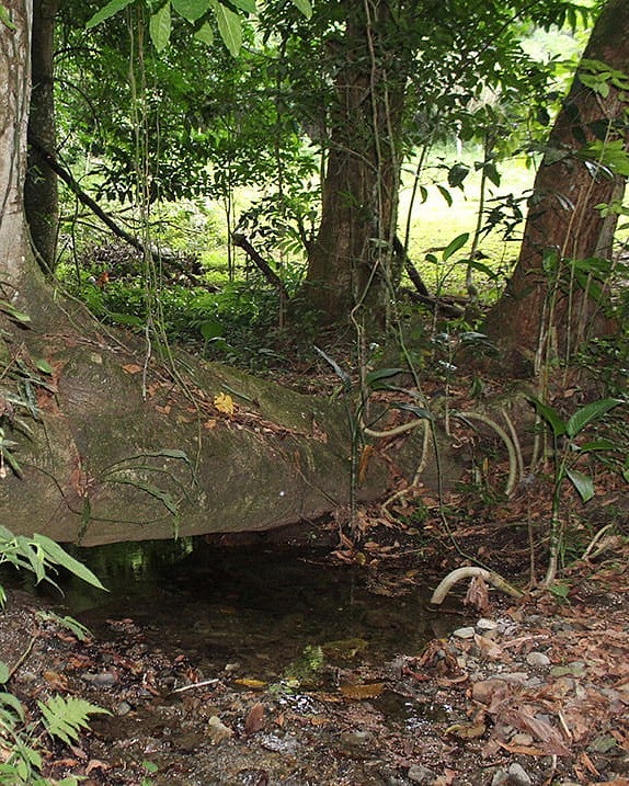 waters of a spring nestled in tree roots