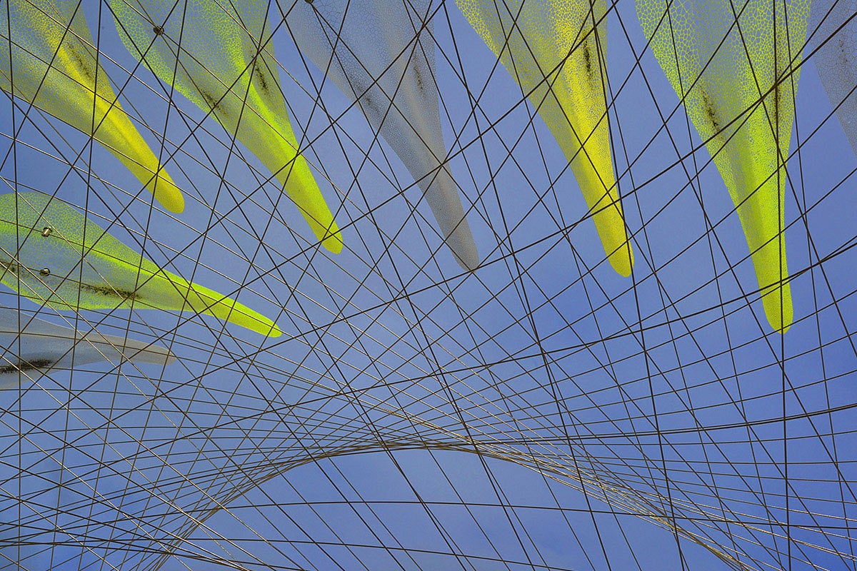 Seven Ducks in a Spider Web - photo by Michael Wilkes, BArch ’71
