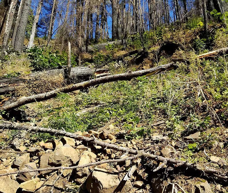 Eagle Creek hillside