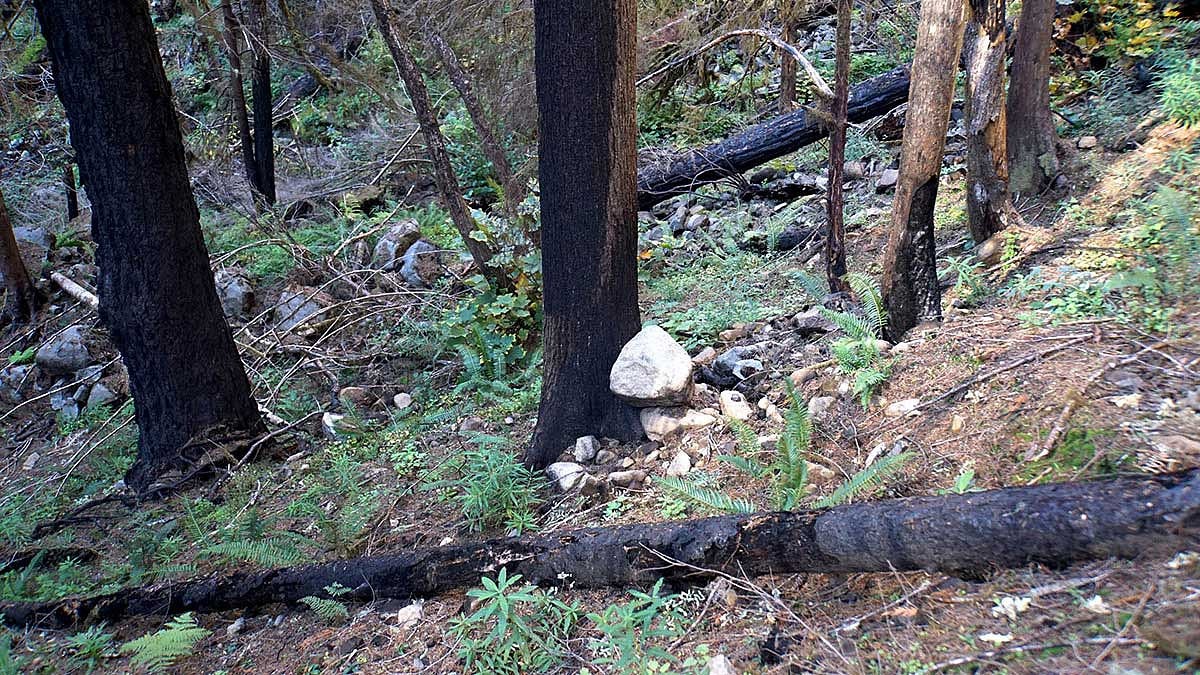 Eagle Creek hillside with burned trees