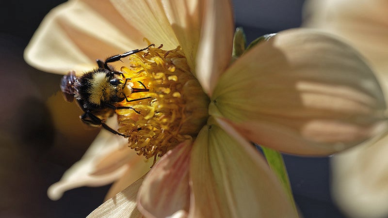 Bee on a yellow flower