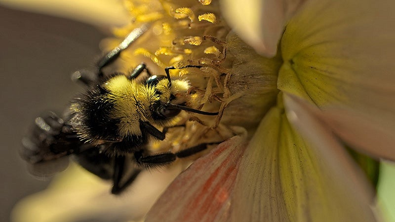 Bee on a yellow flower