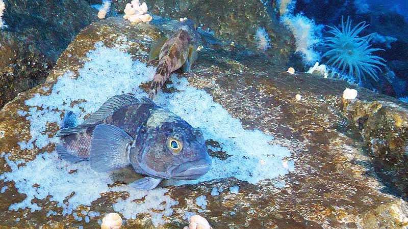 emerald rockcod fish on eggs