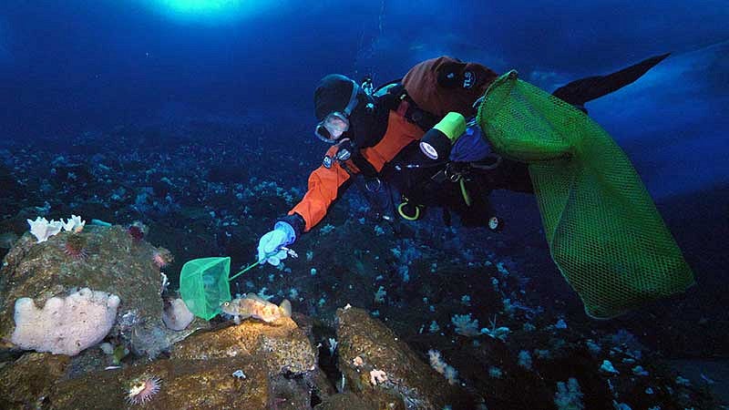 Catching fish under Antarctica for research